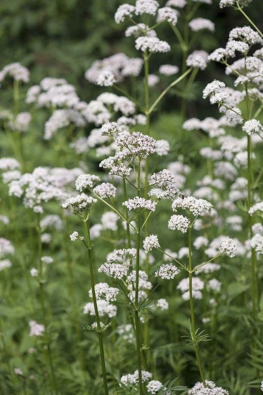 Inheemse vaste planten