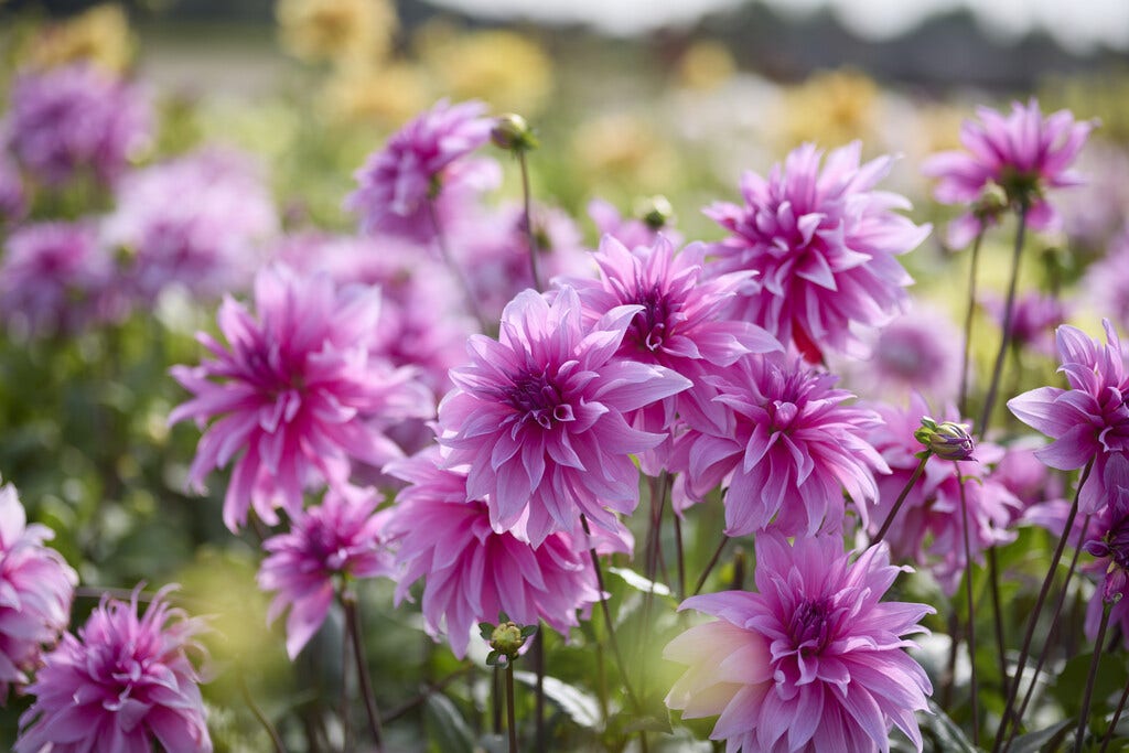 Zomerbloeiende bloembollen