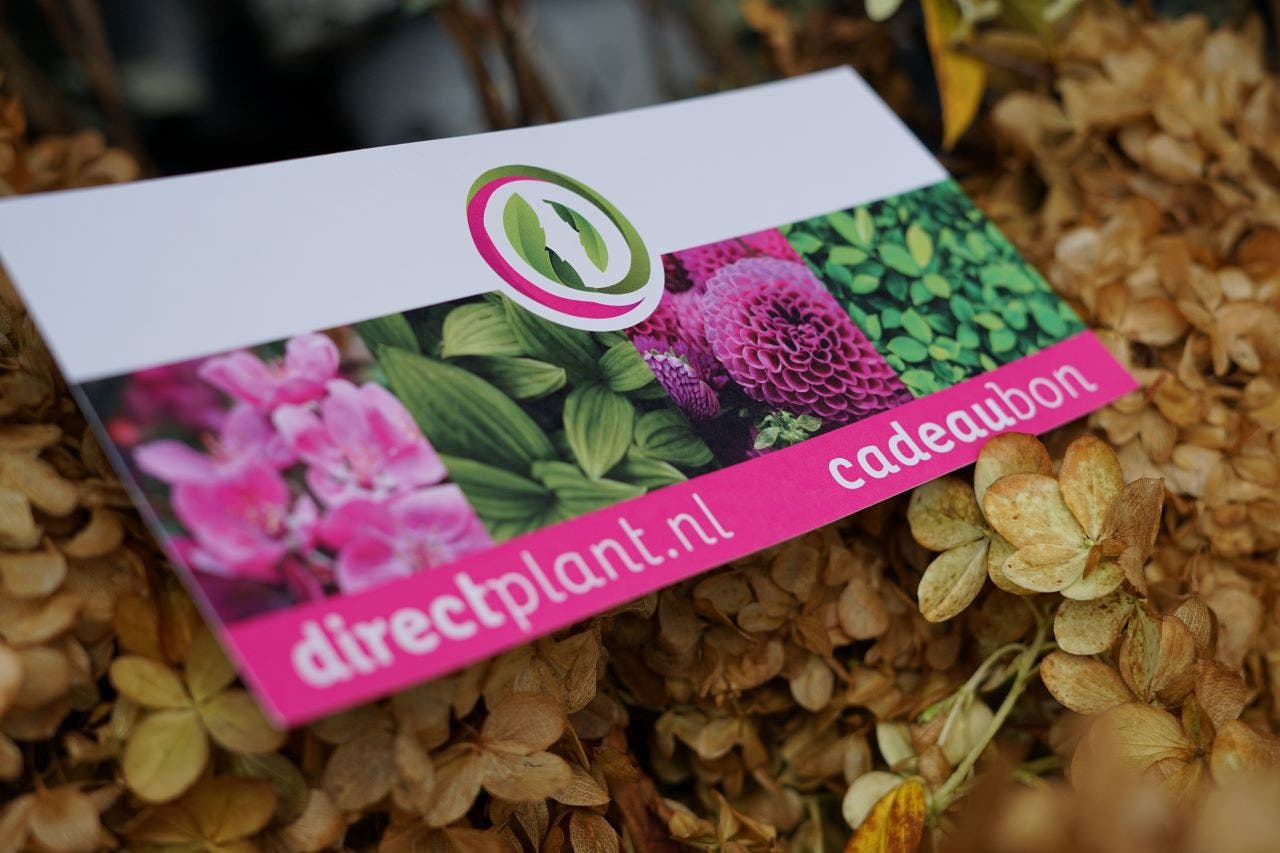 Cadeaubon Cadeaubon