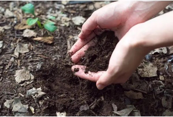 Compost