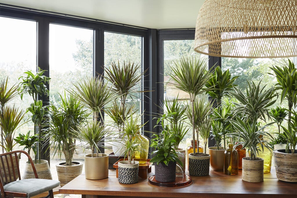 Dracaena