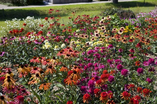 Vaste planten in de zon Vaste planten in de zon