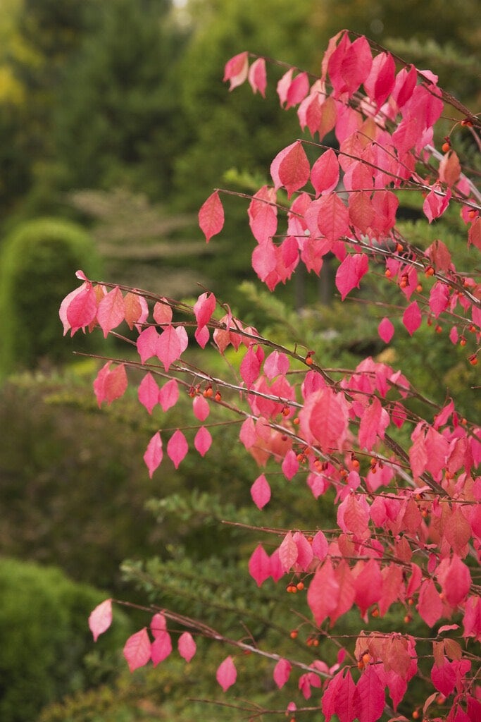 Euonymus