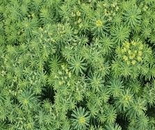 Euphorbia