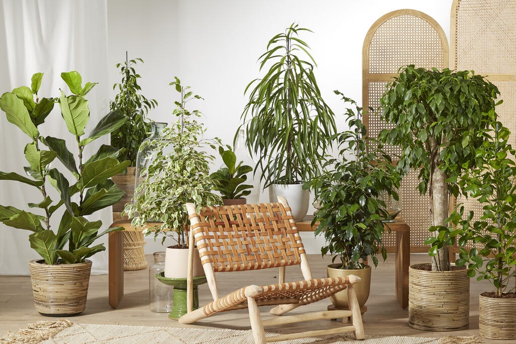 Ficus Ficus