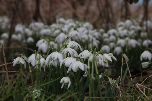 Sneeuwklokjes