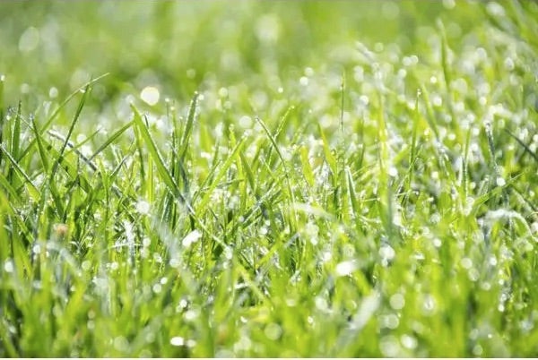 Graszaad
