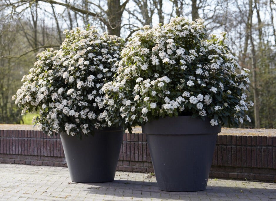 Viburnum tinus