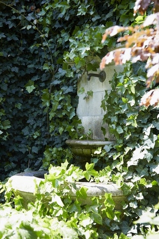 Klimplanten schaduw Klimplanten schaduw