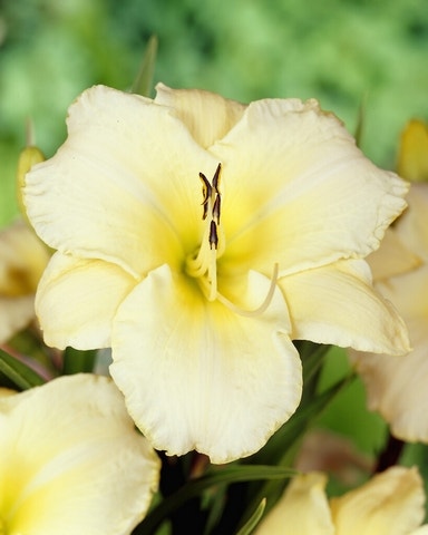 Witte lelie Witte lelie