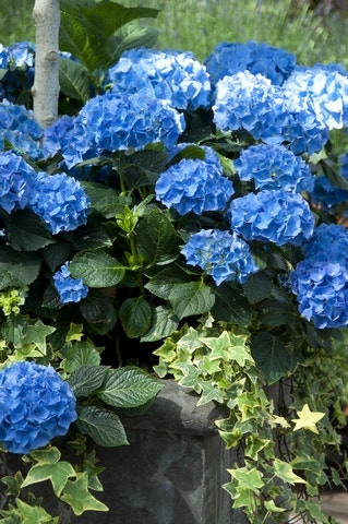 Blauwe hortensia Blauwe hortensia