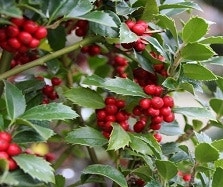 Winterbloeiers