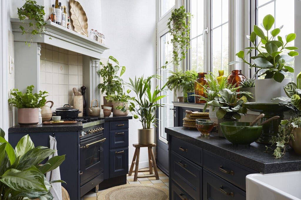 Kamerplanten voor de keuken Kamerplanten voor de keuken