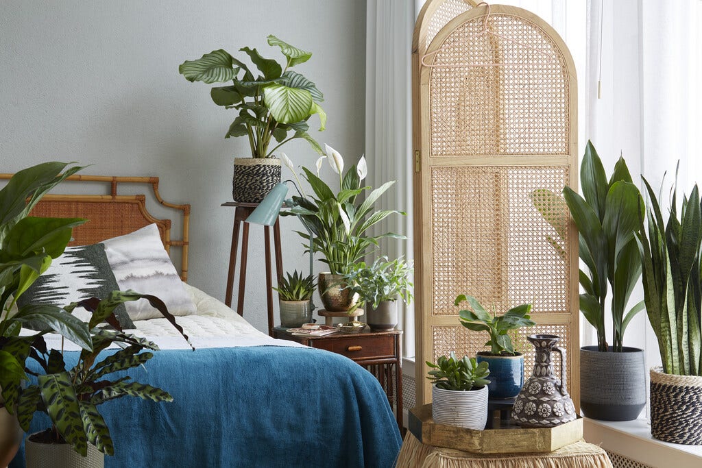 Kamerplanten voor de slaapkamer Kamerplanten voor de slaapkamer