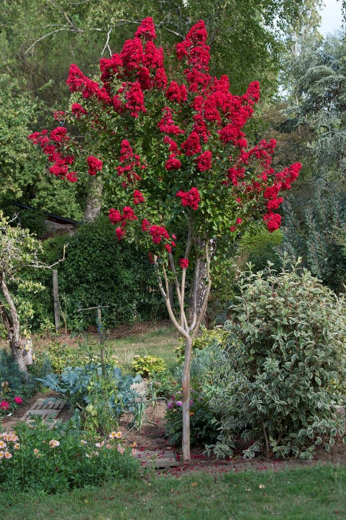 Bijzondere bomen Bijzondere bomen