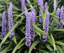 Liriope Liriope