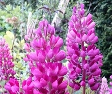 Lupine Lupine