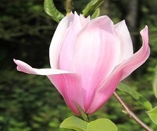 Magnolia Magnolia