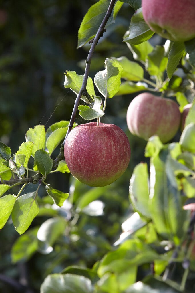 Zelfbestuivende appelbomen