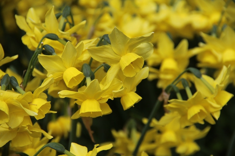 Narcissen