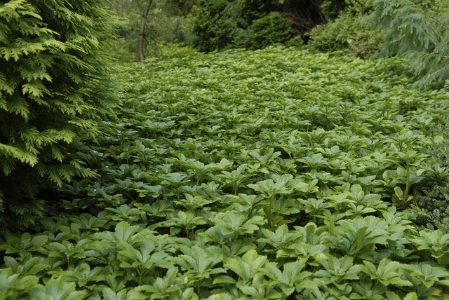 Groenblijvende planten 