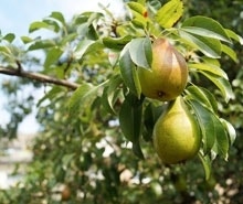 Perenbomen