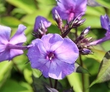 Phlox Phlox