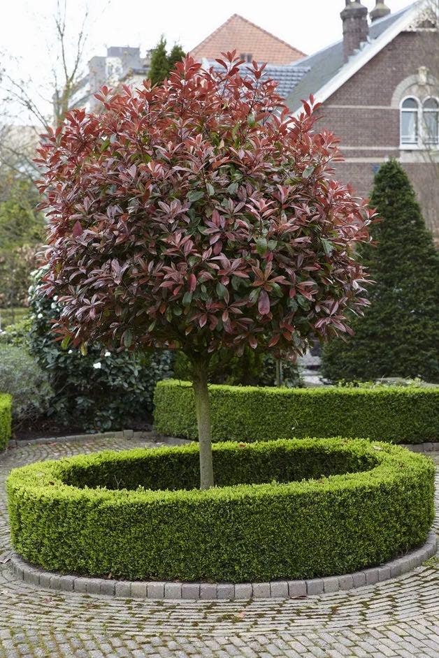 Photinia Photinia