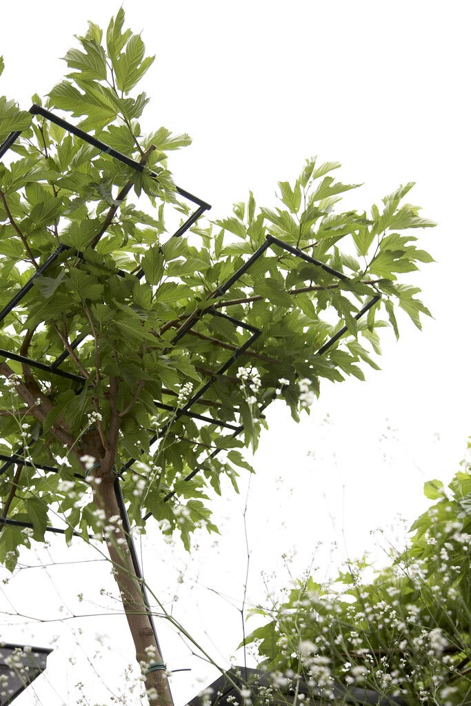 Dakbomen Dakbomen