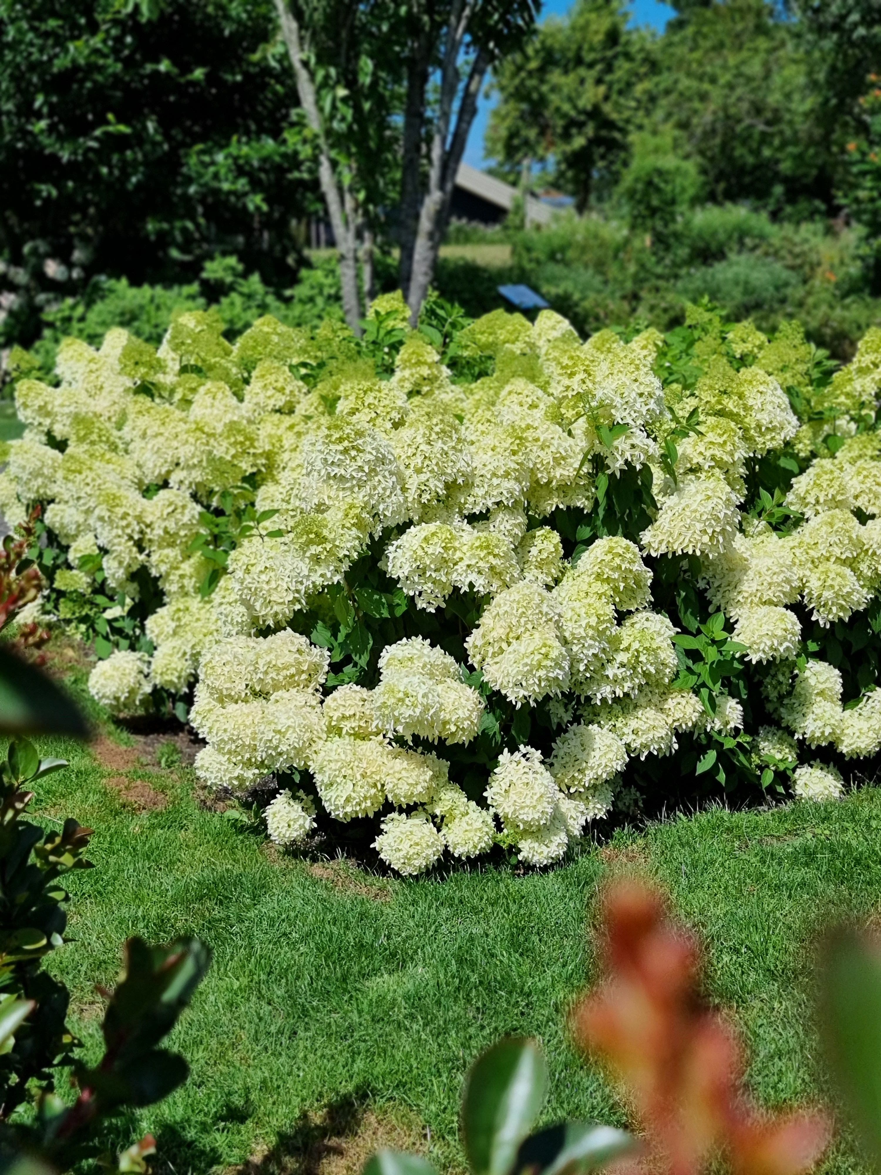 Witte Hortensia Witte Hortensia