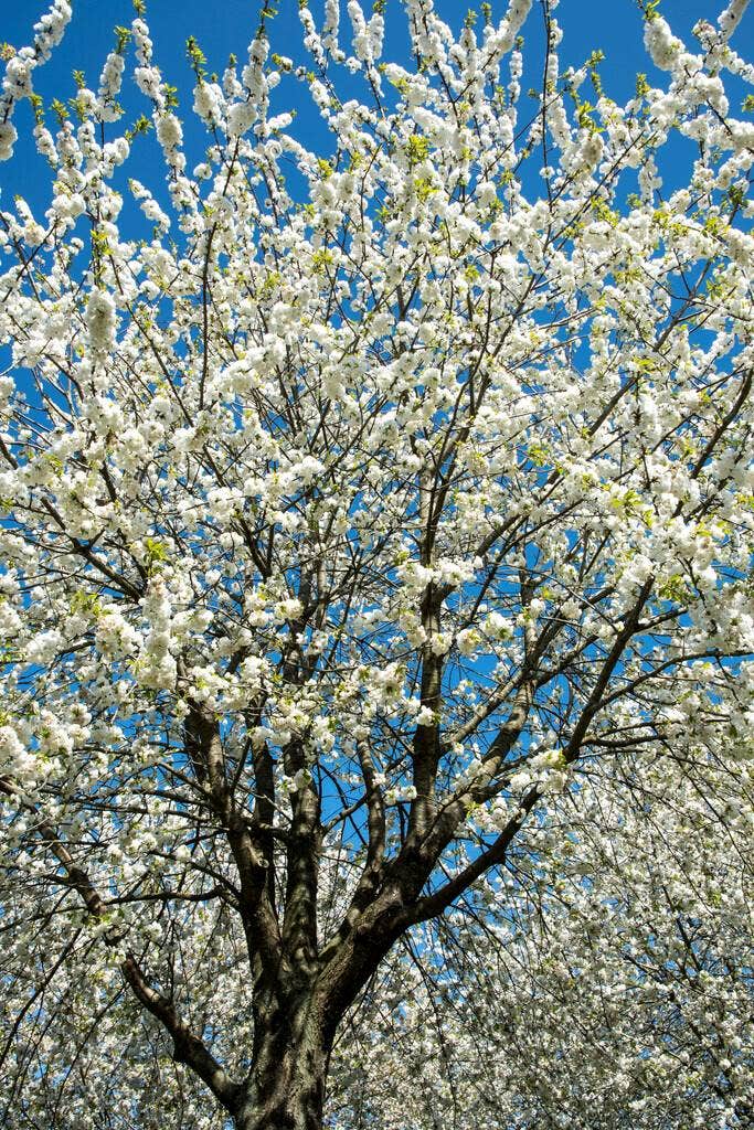 Kersenbomen Kersenbomen