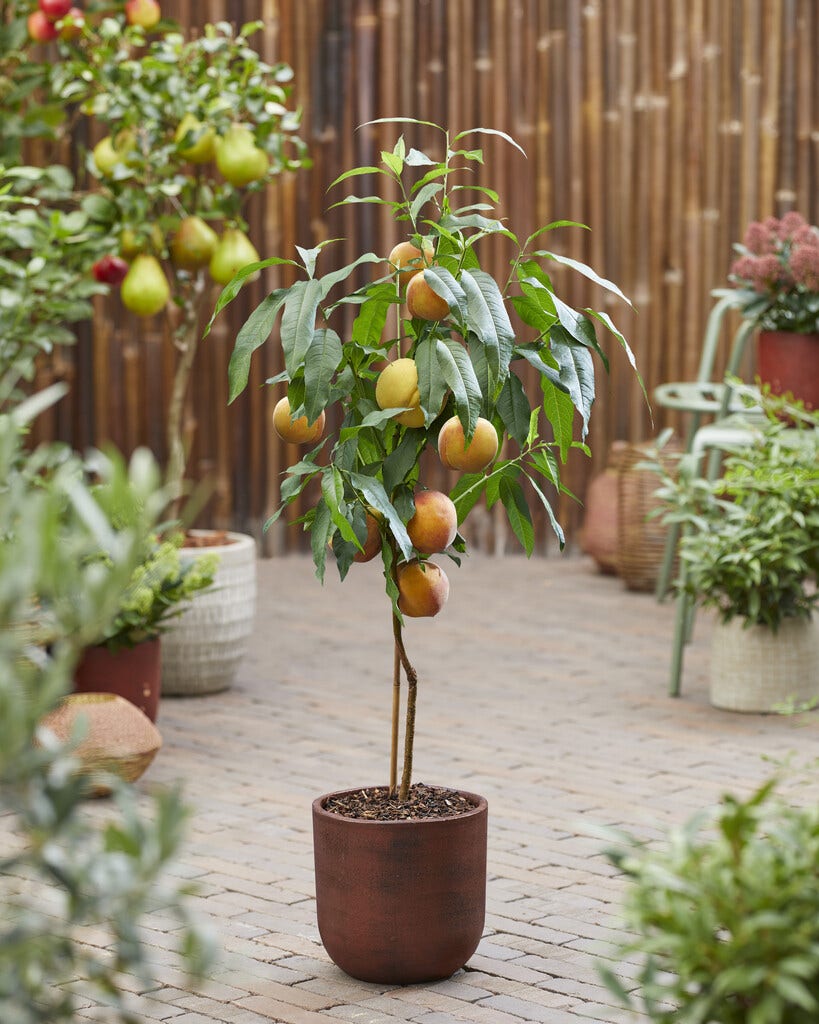 Perzik, nectarine en abrikoos