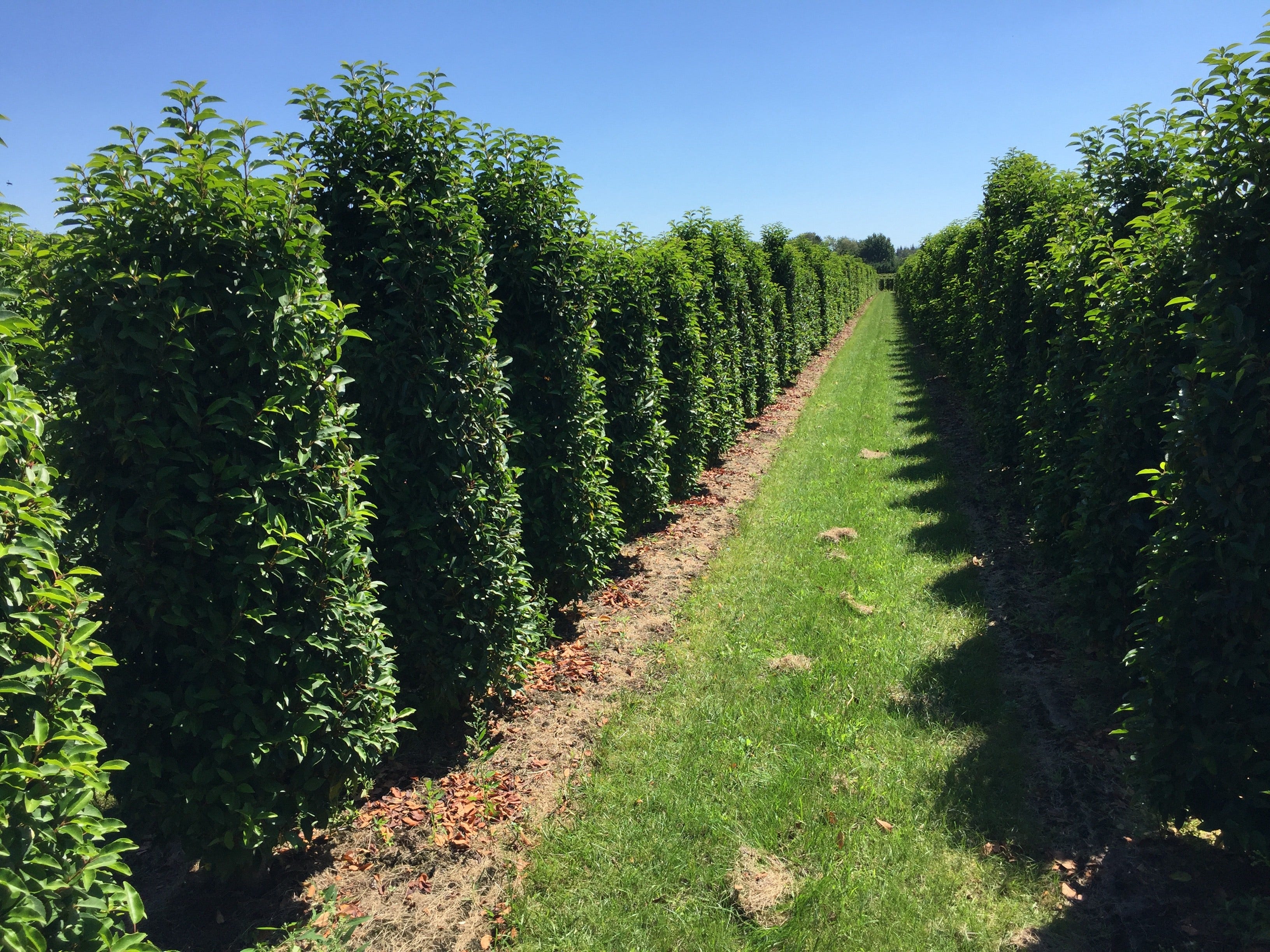 Grote laurieren Grote laurieren