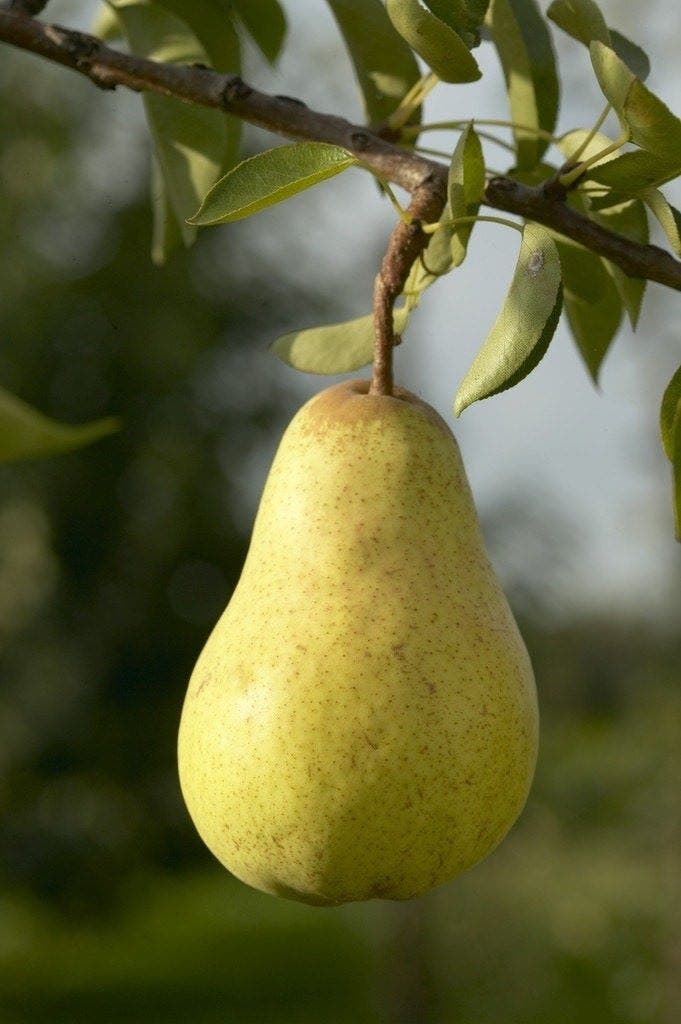 Zelfbestuivende perenbomen Zelfbestuivende perenbomen