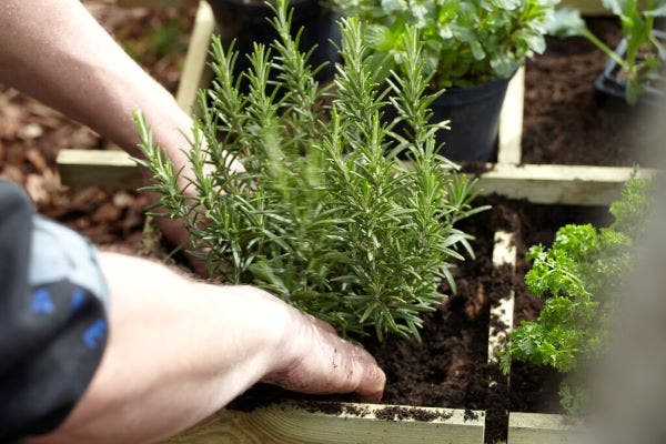 Biologische tuinplanten Biologische tuinplanten