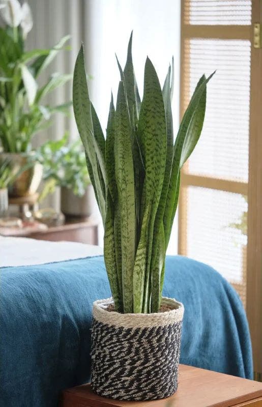 Sansevieria