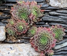 Sedum Sedum