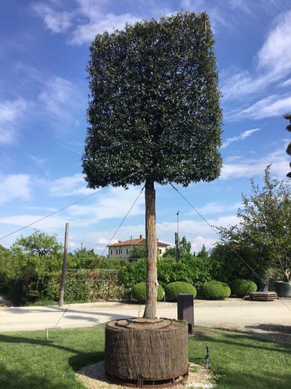 Groenblijvende leibomen Groenblijvende leibomen