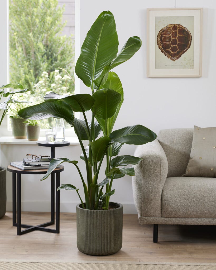 Strelitzia Strelitzia