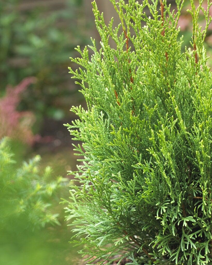 Thuja Thuja