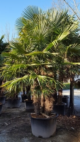 Yucca en Palmen Yucca en Palmen