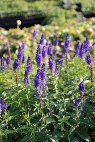 Bijenplanten