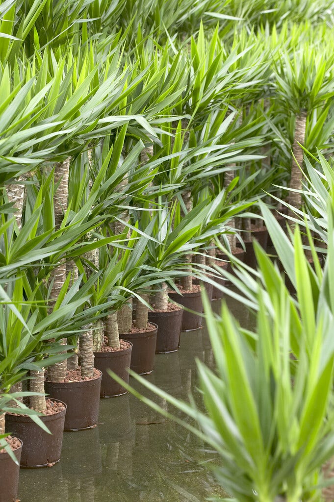 Yucca Yucca