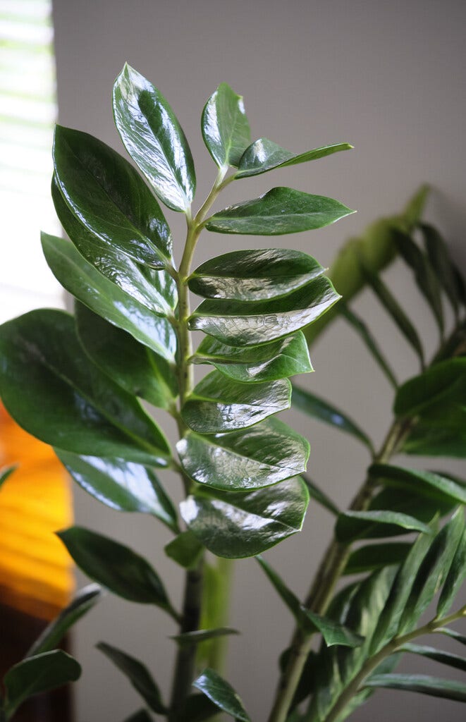 Zamioculcas
