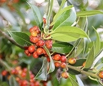 Groenblijvende bomen Groenblijvende bomen
