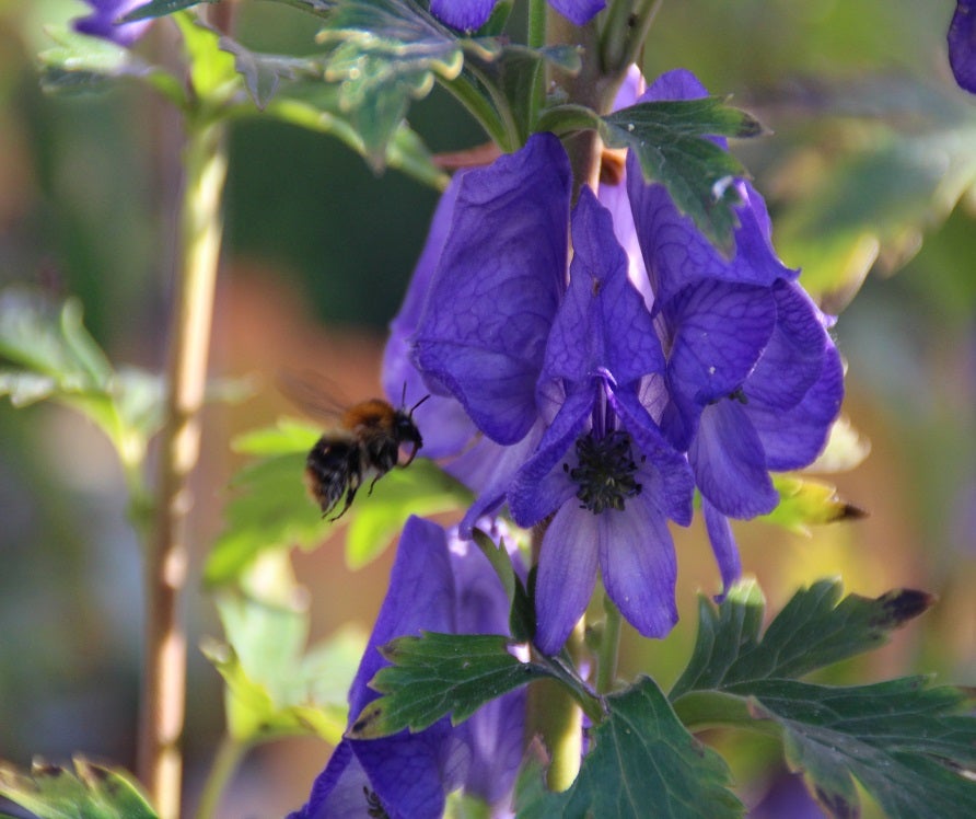 Planten met keurmerk