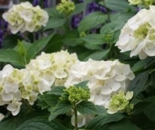 Bolhortensia