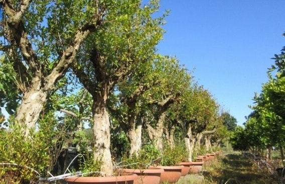 Solitaire planten