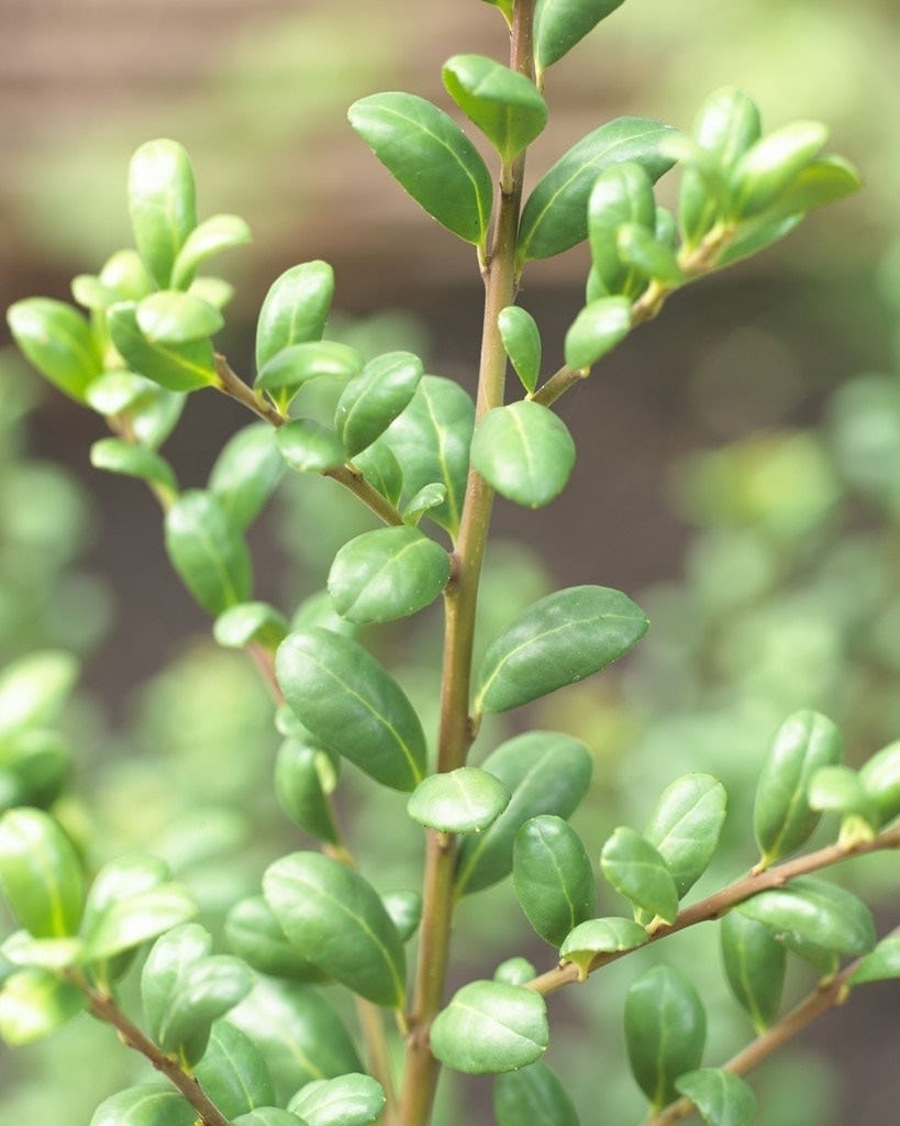 Buxus vervanger