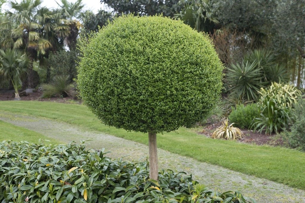 Bolbomen Bolbomen